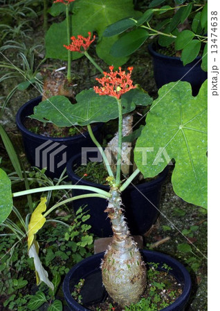 トックリアブラギリ(サンゴアブラギリ) トックリアブラギリ(サンゴアブラギリ) 13474638