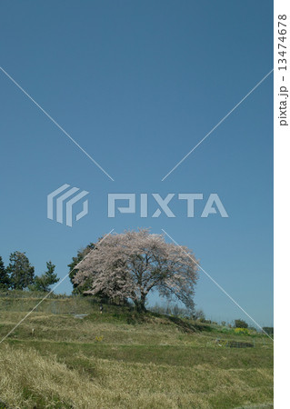 伊香立の一本桜ー１ 13474678