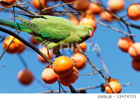 不忍池弁天堂の柿の木に止まっているワカケホンセイインコの写真素材