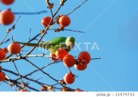 不忍池弁天堂の柿の木に止まっているワカケホンセイインコ 13474733