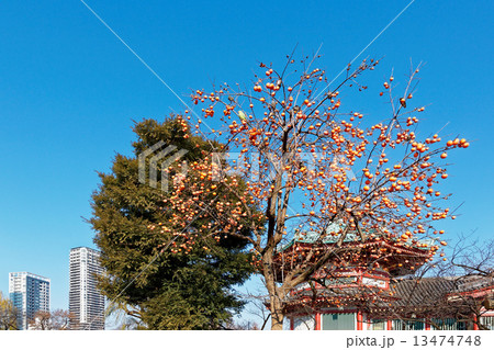 不忍池弁天堂の柿の木の実をついばむ野鳥と周囲の景観 13474748