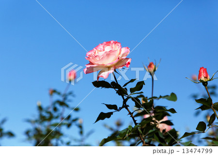 京成バラ園の桃色の薔薇の花・マチルダ 13474799