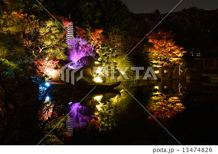 目白庭園ライトアップ 目白庭園ライトアップ 13474826