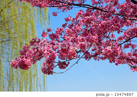 上野の蓮池の濃いピンク色の陽光桜と柳の若葉の写真素材