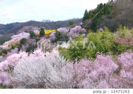 花見山 13475263