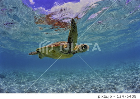 ビーチで泳ぐウミガメ 13475409