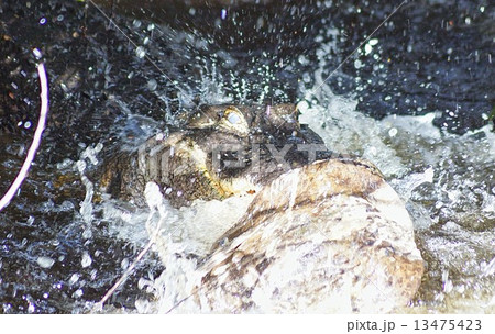 獲物を獲るアメリカン・アリゲーター　アメリカ　フロリダ州　エバーグレーズ国立公園 13475423