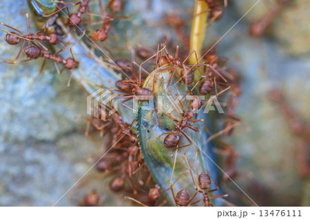Ants troop trying to move a dead grasshopper 13476111