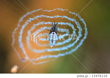 Spider on the web. 13476118