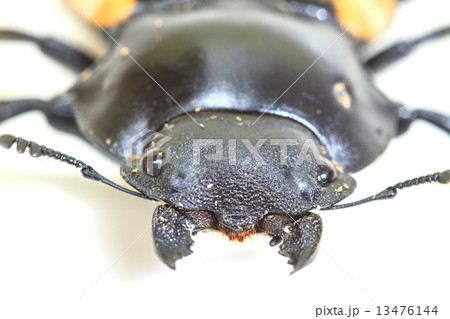 insect, beetle, bug, in genus Odontolabis insect, beetle, bug, in genus Odontolabis 13476144