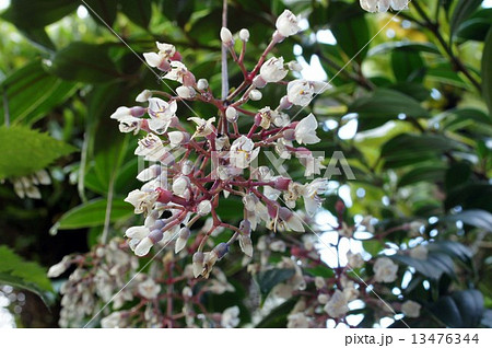 メディニラ・クラサタ メディニラ・クラサタ 13476344