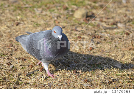 ドバト(土鳩) ドバト(土鳩) 13476563