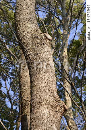 クスノキ（楠） 13476946