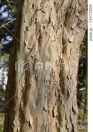 トウカエデ（唐楓） 13477609