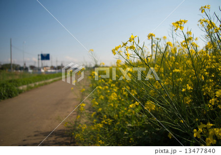 田舎道 13477840