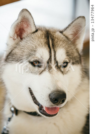 Gray Adult Siberian Husky Dog (Sibirsky husky) Gray Adult Siberian Husky Dog (Sibirsky husky) 13477964