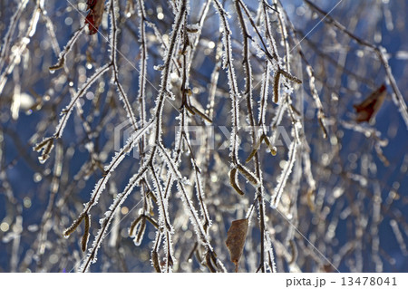 Frozen birch branches 13478041