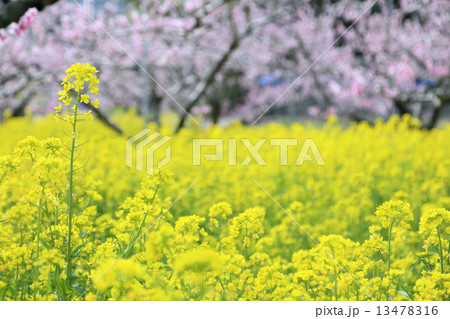 桃畑 桃畑 13478316