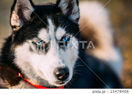 Close Up Young Happy Husky Puppy Eskimo Dog Close Up Young Happy Husky Puppy Eskimo Dog 13478408