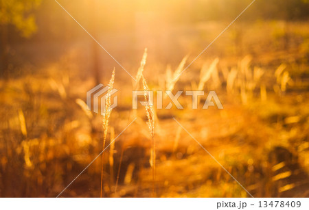 Dry Red Grass Field Meadow 13478409