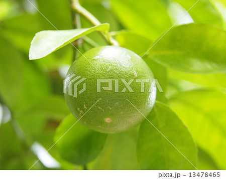 グレープフルーツ 13478465