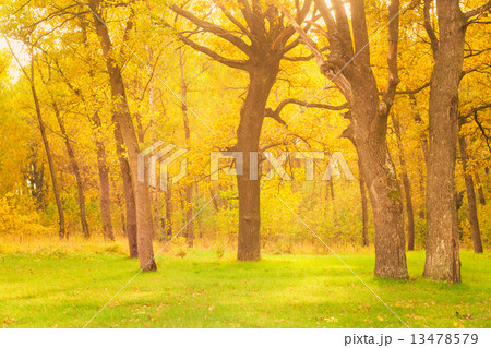 Dawn in old summer forest 13478579