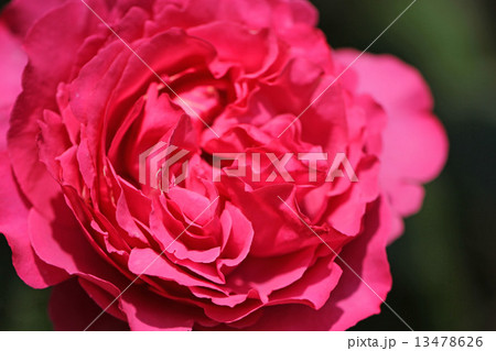 バラ 13478626