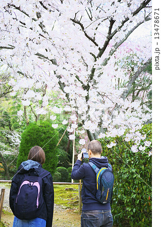京都 龍安寺の桜と外国人観光客 京都 龍安寺の桜と外国人観光客 13478671