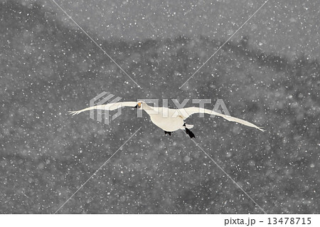 コハクチョウの雪中飛行 13478715