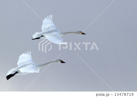 コハクチョウ編隊飛行 13478719