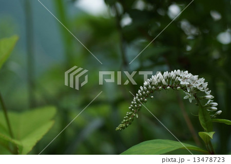 トラノオ 13478723