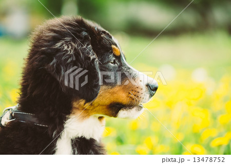 Bernese Mountain Dog (Berner Sennenhund) Puppy 13478752