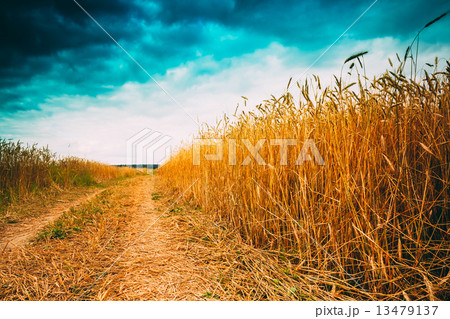 Rural Countryside Road Through Fields With Wheat Rural Countryside Road Through Fields With Wheat 13479137