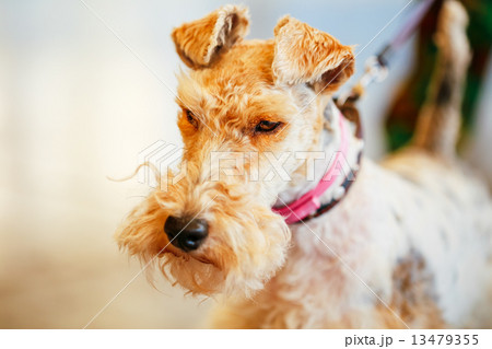 Wire Fox Terrier 13479355