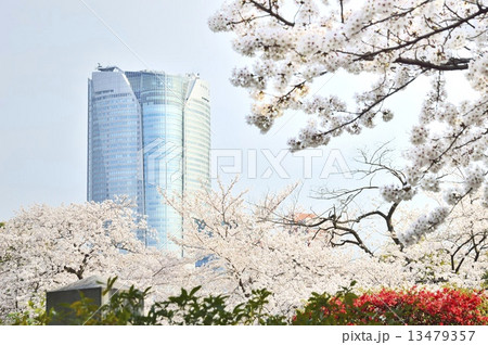 六本木ヒルズと満開の桜 13479357