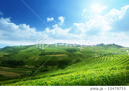 vineyards in Piedmont, Italy 13479753