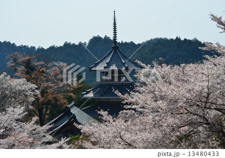 吉野の桜 13480433