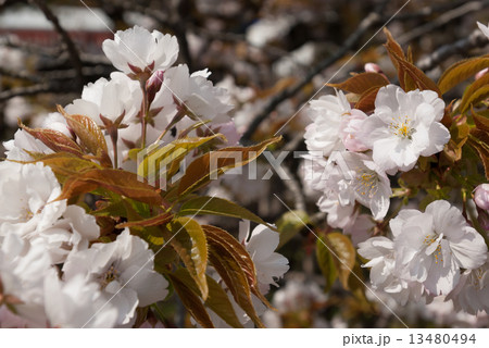 京都御苑 車返桜 京都御苑 車返桜 13480494