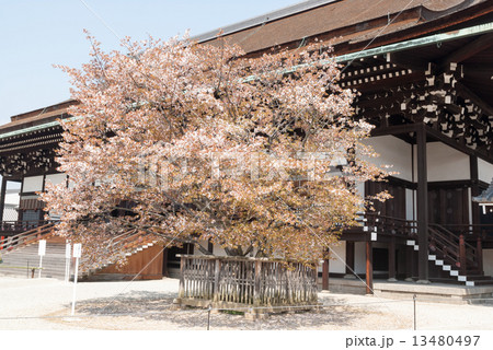 京都御所 紫宸殿 左近桜の写真素材