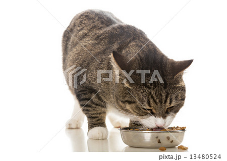Striped cat eats a dry feed 13480524