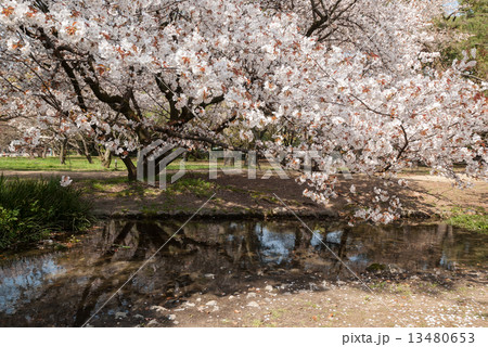 京都御苑　出水の小川の桜 13480653