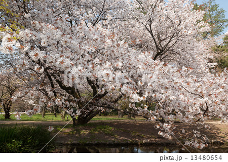 京都御苑 出水の小川の桜の写真素材 13480654 Pixta