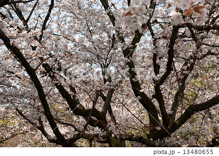 京都御苑　出水の小川の桜 13480655