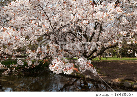 京都御苑　出水の小川の桜 13480657