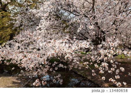 京都御苑　出水の小川の桜 13480658