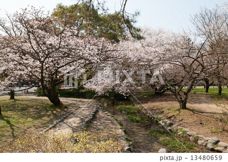 京都御苑　出水の小川の桜 13480659