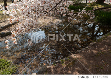 京都御苑　出水の小川の桜 13480660