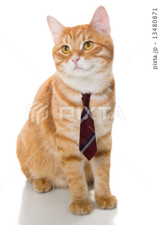Serious  cat with a  tie 13480871