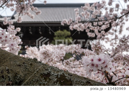 くろ谷　金戒光明寺　山門 13480969