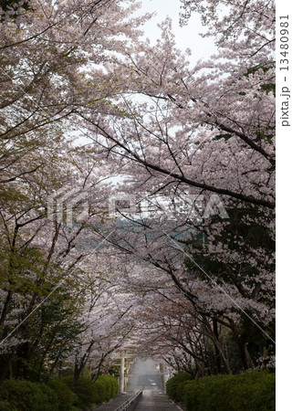 宗忠神社 宗忠神社 13480981
